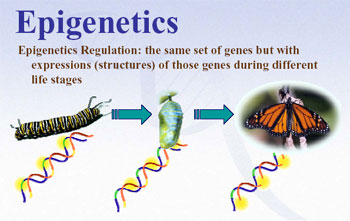 EPIGENETICS