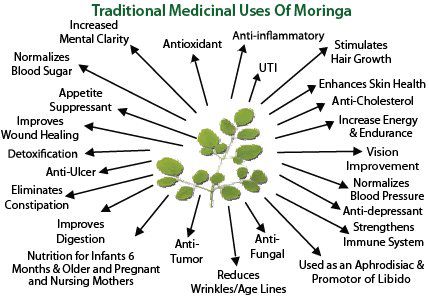 MORINGA OLEIFERA BENEFITS